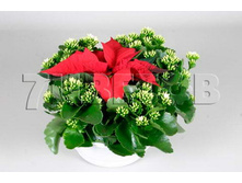 ��������+����������