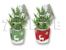 ������ ���� � ���������� �����