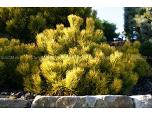 ����� mugo Carsten Wintergold-�1-445,70