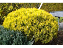 ����� mugo Ophir �1,5�-403,50