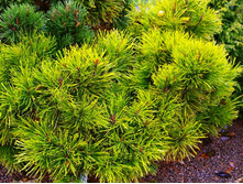 ����� mugo Golden Glow �1,5�-403,50