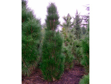 ����� nigra Green Tower �1,5�-403,50