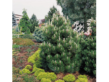 ����� heldreichii Compact Gem C1.5 10-15��-424,60