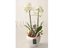 ���������� �� ������������ 1507��