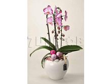 ���������� �� ������������ 1510��