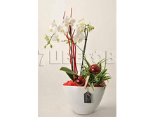 ���������� �� ������������ 1512��