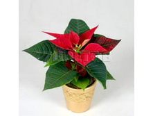 ���������� ������� � ������� ��������