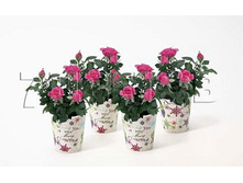 ���� ���� ��������� �3071