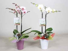 ���������� ���� 2 �� ����� ����������