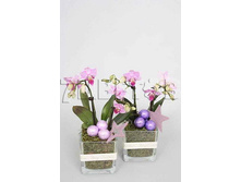 ���������� ���� ���� 2 �� � ������