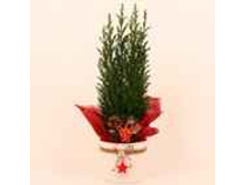 ������������ ������� � �������� ��� 216