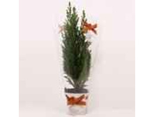 ������������ ������� � ���������� �������� ��� 208