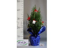 ������������ ������� �������������� 43