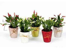 ����������� ���� �5771