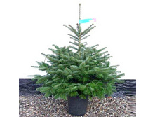 ����� �����������