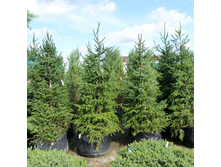 ��� ��������