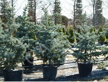 ��� �������