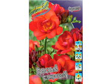 Freesia Double Red 60,6�. 15��.jpg