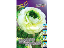 Ranunculus Mirabelle Vert White 285,3�. 10��.jpg