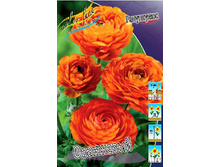 Ranunculus Orange 60,6�. 10��.jpg