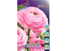 Ranunculus Pink 60,6�. 10��.jpg