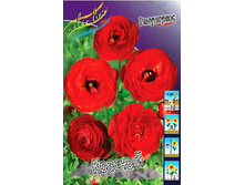Ranunculus Red 60,6�. 10��.jpg