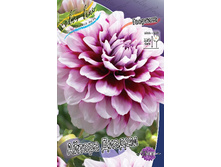 Dahlia Aitara Diadem 62,6�.jpg