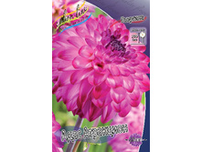 Dahlia Ada's Attraction 72�.jpg