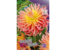 Dahlia Alfred Grille 53,2�.jpg