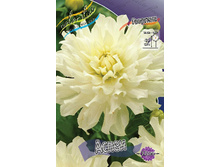 Dahlia Aspen 61,2�.jpg