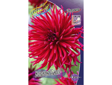 Dahlia Apache Blauw 56,5�.jpg