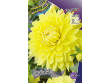 Dahlia Bilbao 63,2�.jpg