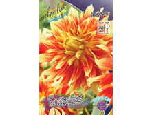 Dahlia Bodacious 65,2�..jpg