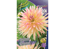 Dahlia Cabana Banana 63,2�.jpg