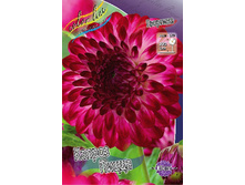 Dahlia Caproz Pizzas 63,2�.jpg
