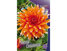 Dahlia Color Spectacle 51,8�.jpg