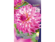 Dahlia Colorado Classic 63,2�.jpg