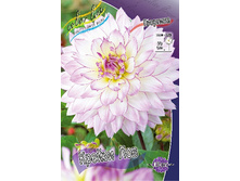 Dahlia Crazy Love 54,5�.jpg