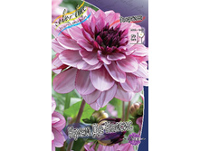 Dahlia Creme De Cassis 59,9�.jpg