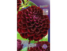 Dahlia Dark Spirit 63,2�.jpg