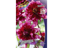 Dahlia Darkarin 61,2�.jpg