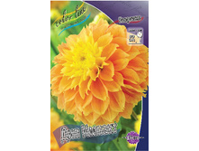 Dahlia Deep Impact 61,2�.jpg