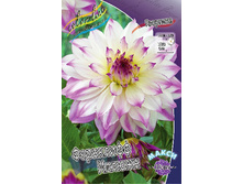 Dahlia Ferncliff Illusion 63,2�.jpg
