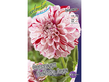 Dahlia Fernridge Painted Lady 63,2�.jpg