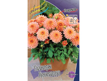 Dahlia Gallery Leonardo 69,9�.jpg