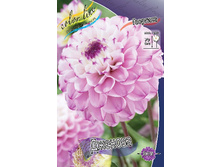 Dahlia Genova 61,2�.jpg
