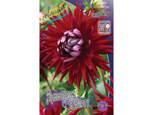 Dahlia Gerry Scott 63,2�.jpg