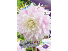 Dahlia Gitts Perfection 63,2�.jpg