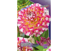 Dahlia Hawaii 58,5�.jpg