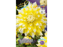 Dahlia Grand Prix 61,2�.jpg